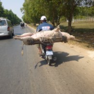 豚の運搬
