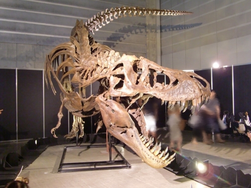 Tyrannosaurus_035