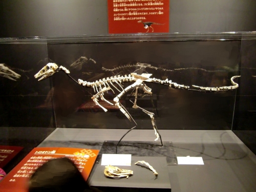 Gobivenator mongoliensis 001