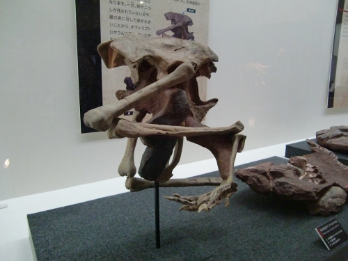 Oviraptorosaur and eggs inside body 001