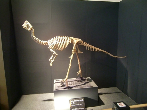 Oviraptorosauria indet 001