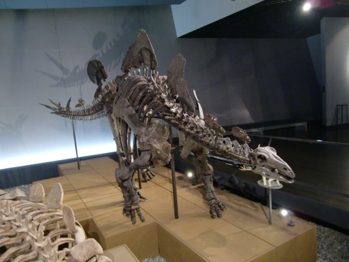 Hesperosaurus mjosi 002