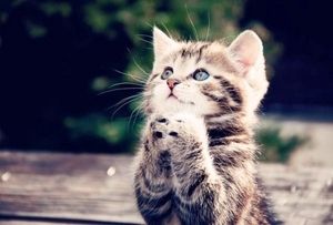 子猫の祈り