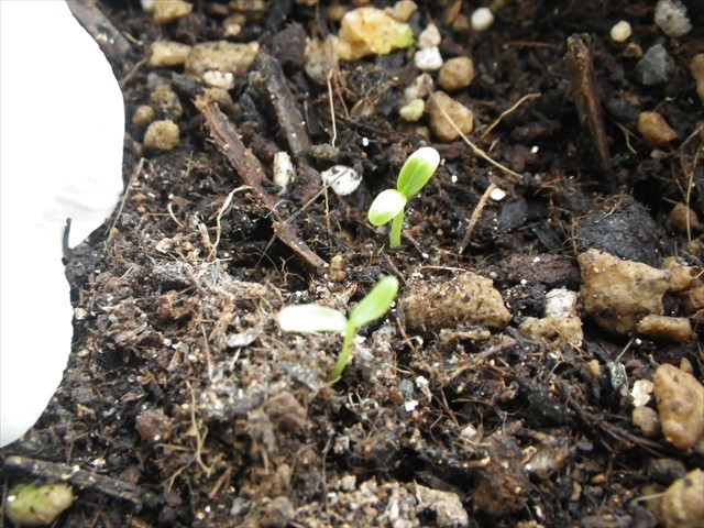ニチニチソウの芽-1