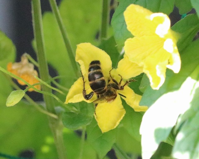 ハチ　2