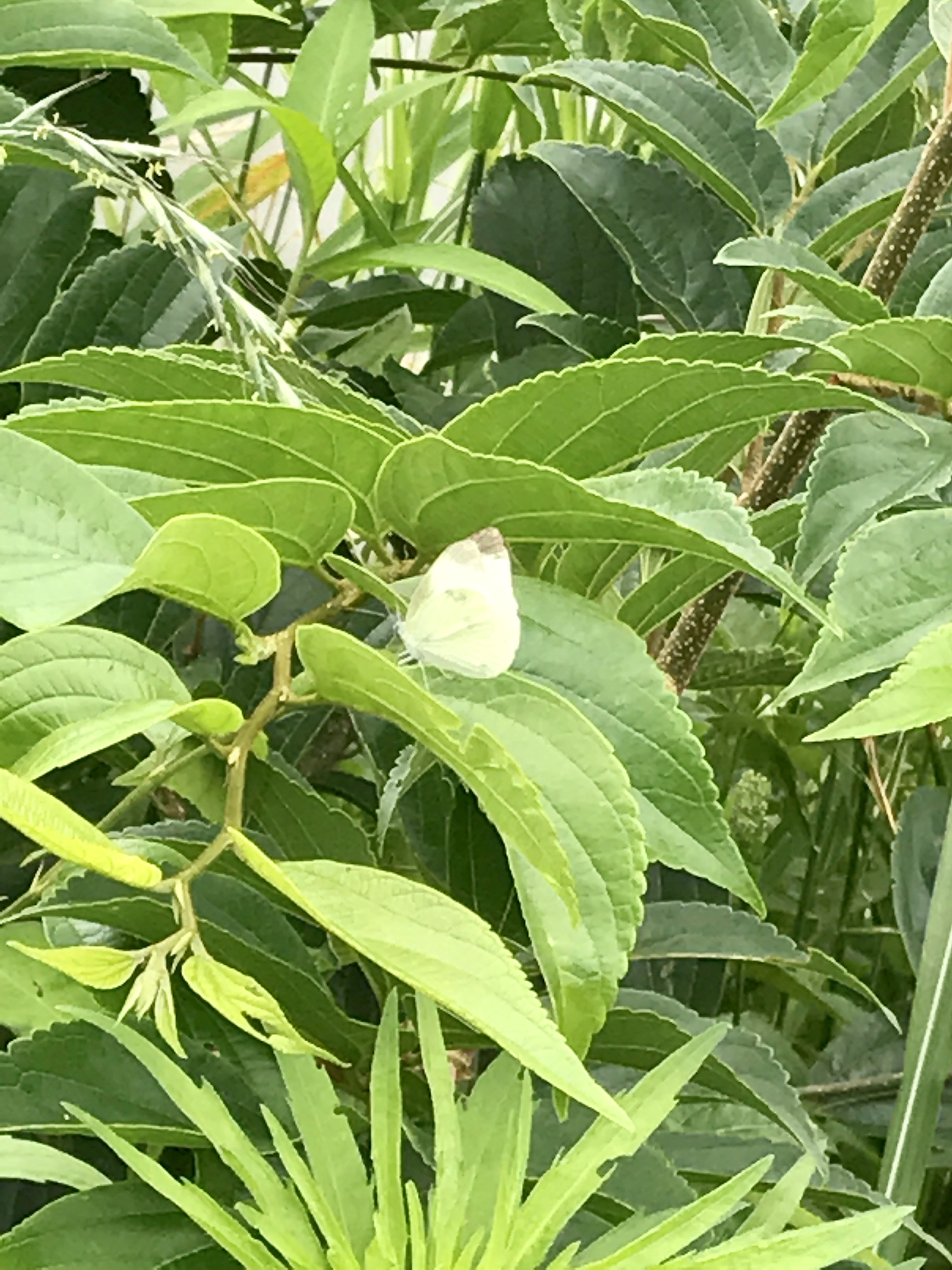 福岡市の蝶