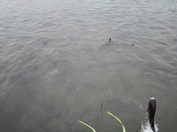 ハクレン　ジャンプ　常陸利根川　茨城　巨大魚　跳ねる　飛ぶ　外来種