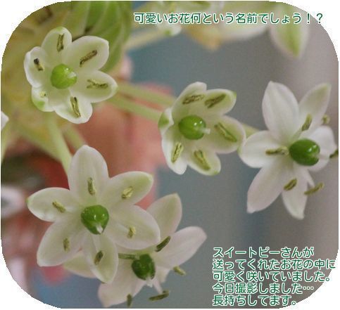 ⑨白いお花