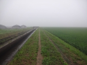 霧に煙る田んぼ道を歩く
