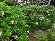 烏帽子山の咲くシャクナゲ