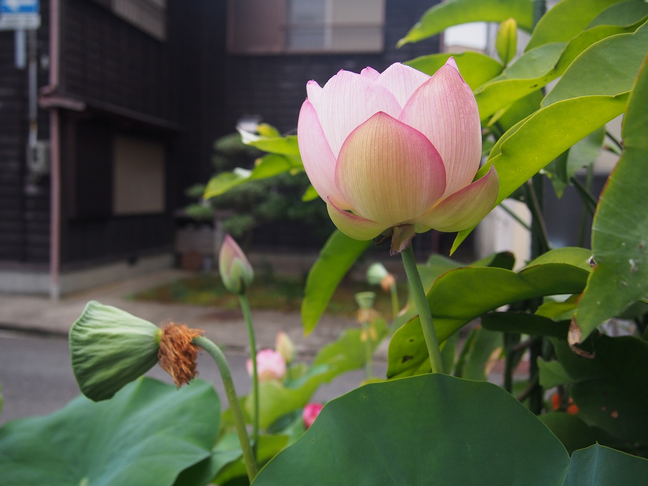 20170723-Lotus_TsumabeniChawanbasu-O01.jpg