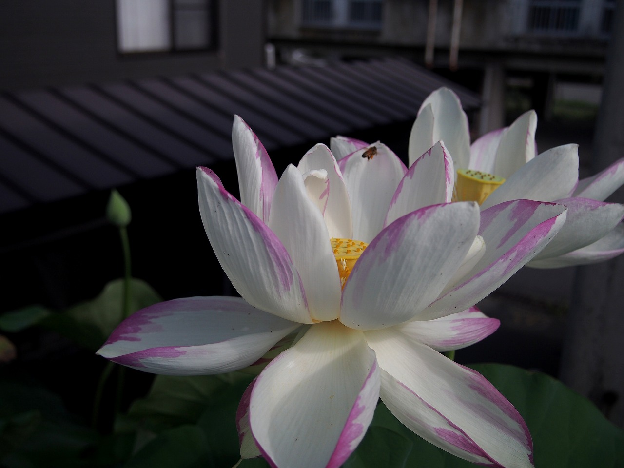 20170730-Lotus_TenjikuMadarabasu-O01.jpg