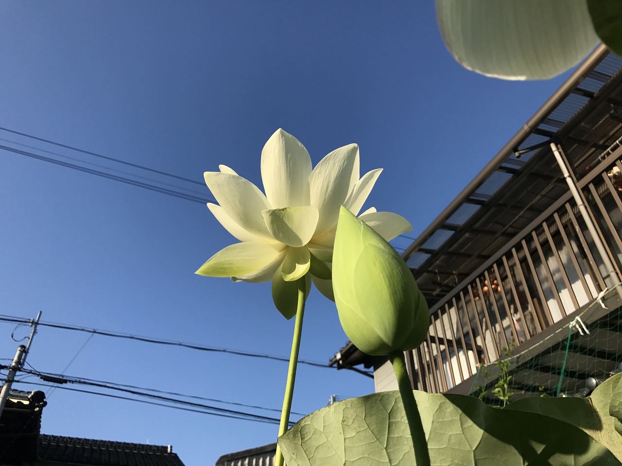20170806-Lotus_Kougyokuhai-I01.jpg