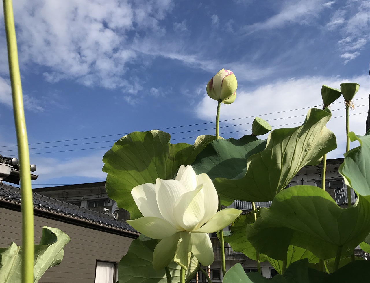 20170808-Lotus_Kougyokuhai-I01.jpg