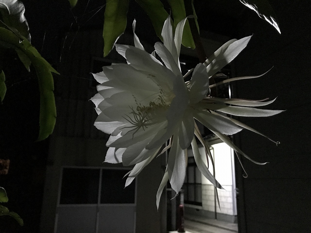 20170910-01-EpiphyllumOxpetalum-I11.jpg