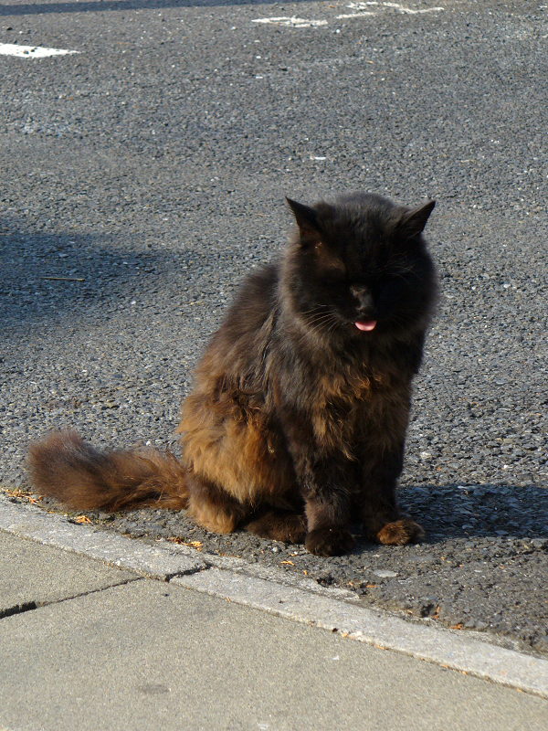 駐車場の毛長の黒猫1