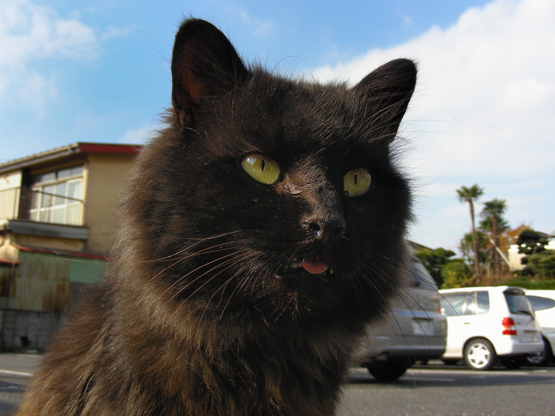 駐車場の毛長の黒猫3