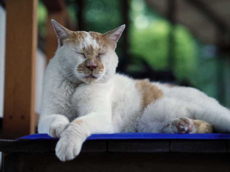 夕暮れのベンチの茶白猫