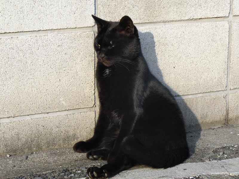 ブロック塀前の黒猫と影2