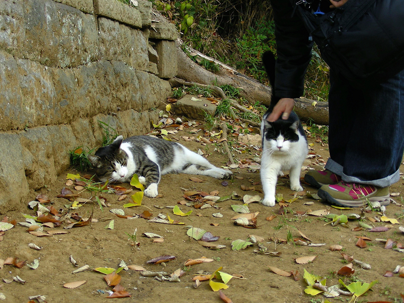神社参道脇の猫たち3