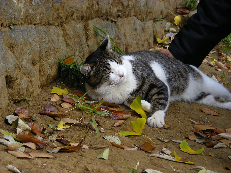 神社参道脇の猫たち5