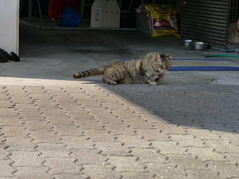 ガレージ前のサビ柄猫2