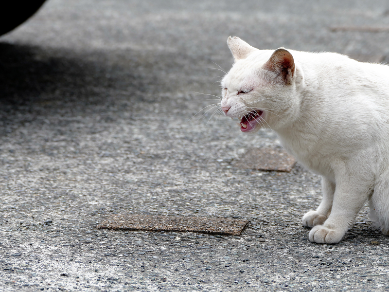 駐車場で鳴く白猫1