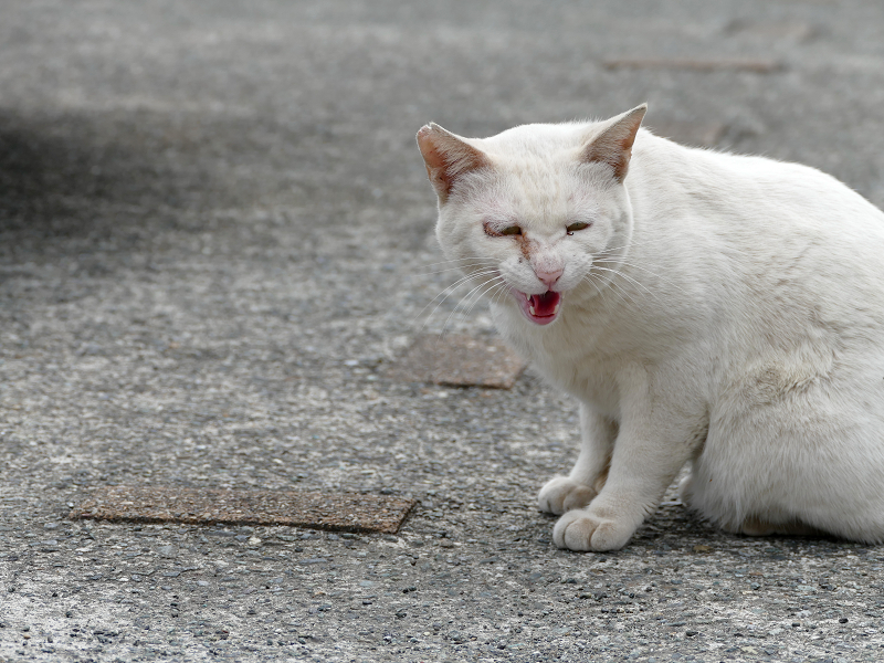 駐車場で鳴く白猫2
