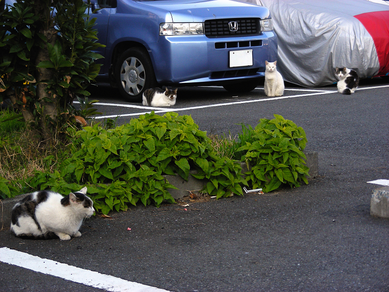 駐車場の猫たち