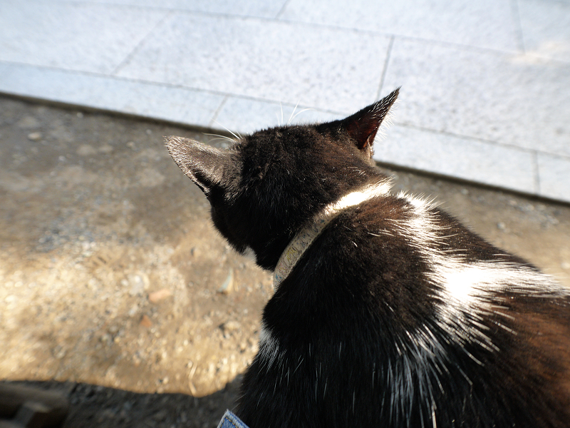 膝に乗って夕日を浴びる黒白猫2