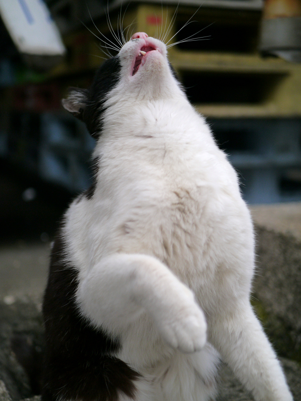 ゴムひもに大興奮の黒白猫2