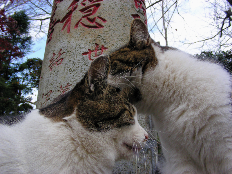 参道石柱と2匹のキジ白猫2