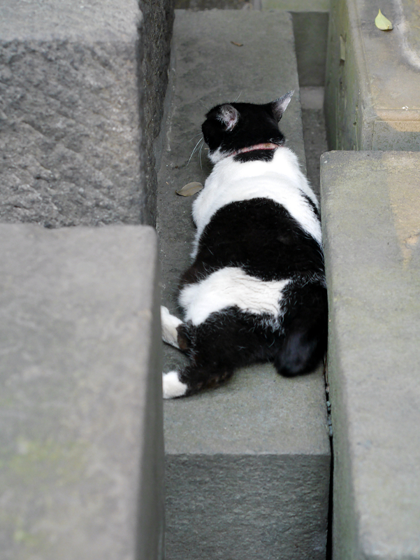 石碑の間で寝ている白黒猫