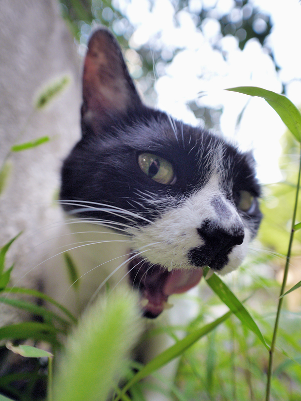 エノコロ草の葉っぱを千切る白黒猫2