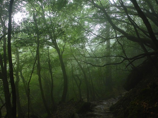 28日　白谷雲水峡雨の森