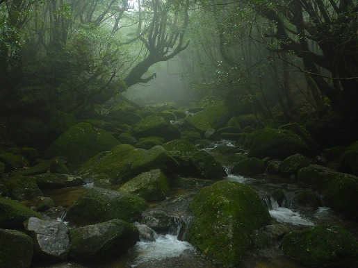 28日　霧深い白谷雲水峡の森