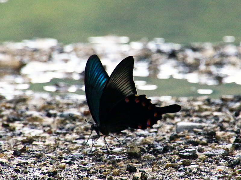 蝶