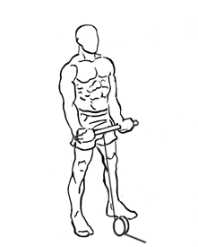 Standing-biceps-curl-1.gif