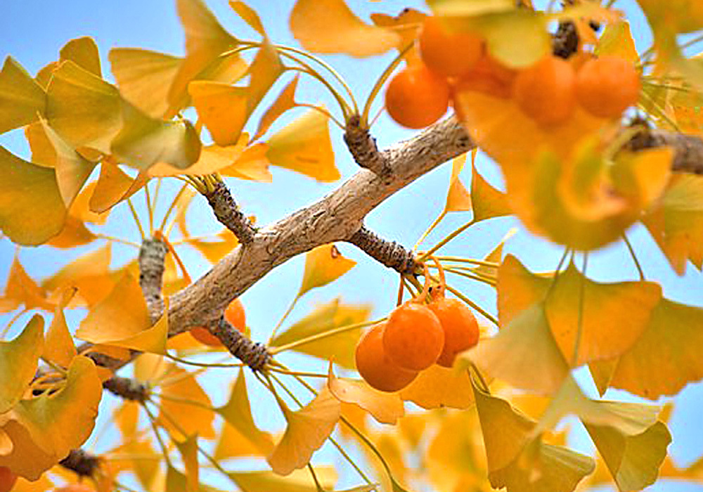 杏 は 秋 の 季語