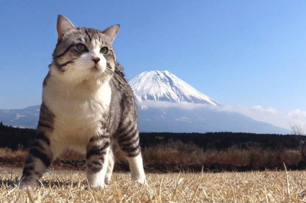 富士と猫
