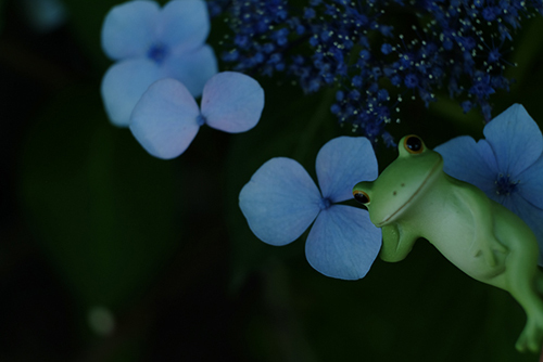 ツバキアキラが、紫陽花と一緒に撮った、カエルのコポーシリーズ・Mr.Frog