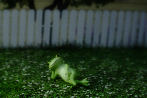 ツバキアキラが撮った、カエルのコポーシリーズ・Mr.Frog。ひとやすみ、ひとやすみ。