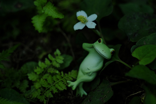 ツバキアキラが撮った、カエルのコポーシリーズ・Mr.Frog。ドクダミの白い花のそばでゴロリ。