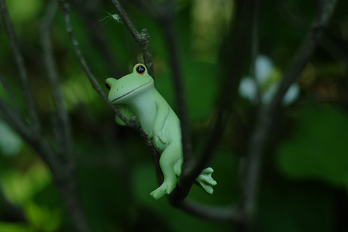 ツバキアキラが撮った、カエルのコポーシリーズ・Mr.Frog。木登りだってできるんです。