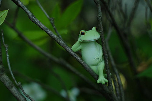 ツバキアキラが撮った、カエルのコポーシリーズ・Mr.Frog。木登りだってできるんです。