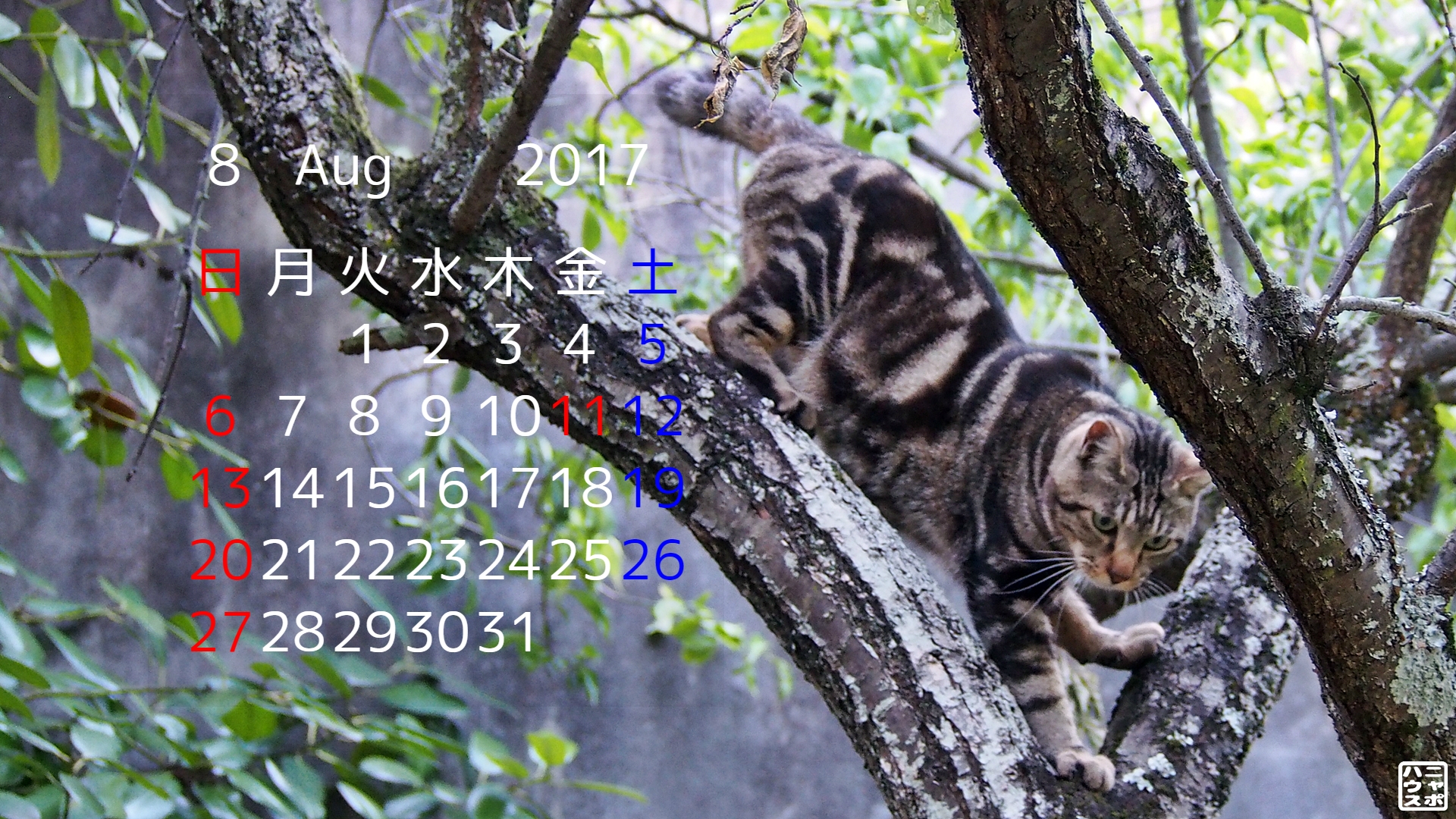 8月の 猫 デスクトップカレンダー 自慢の木登りアメショ猫さん ニャポハウス
