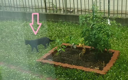 庭に猫