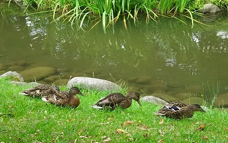 中島公園鴨