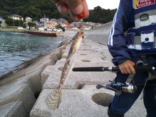 冨浦漁港で釣り (18)