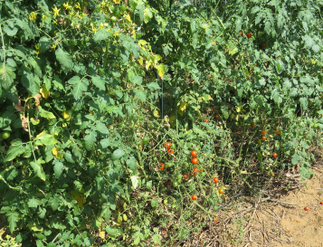 自生のミニトマト栽培